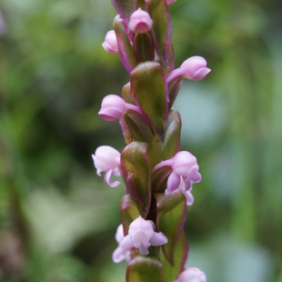 Satyrium ciliatum